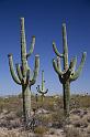 134 Organ Pipe Cactus National Monument